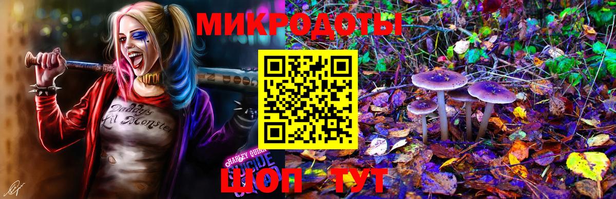 Псилоцибиновые грибы Psilocybe  Вход с VPN  Дагестанские Огни 
